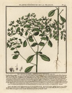 Spurge mesquinho, Euphorbia peplus. de Unbekannter Künstler