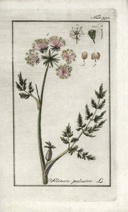 Pântano de Peucedan ou salsa do pântano (Selinum marsh). Litografia de "Afbeelding der Artseny-Gewassen" de Johannes Zorn (1739-1799), Países Baixos de Unbekannter Künstler
