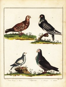 Pombos: Pombo polonês, pouter, ptármiga e turbita. 1792 (gravura) de Unbekannter Künstler