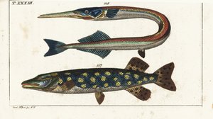 Lúcio (ou lúcio do Norte) - Orphia - Lúcio do Norte, Esox lucius 117, e agulha do mar ou peixe-agulha, Belone belone 118. Gravura em chapa de cobre colorida à mão, segundo Jacob Nilson, da Enciclopédia de História Natural de Gottlieb Tobias Wilhelm: Peixes de Unbekannter Künstler
