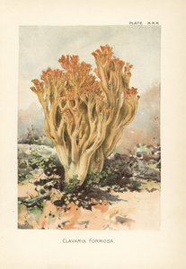 Fungo coral cor-de-rosa ou bela clavária, Ramaria formosa (Clavaria formosa). Cromolitografia a partir de uma ilustração botânica de William Hamilton Gibson do seu livro Our Edible Toadstools and Mushrooms. de Unbekannter Künstler