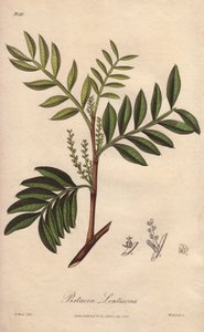 Pistacia lentiscus (Pistacia lentiscus) - Água forte de William Clarke para ilustrar "Medical Botanical, Description of the Medicinal Plants of London, Edinburgh and Dublin" de John Stephenson e James Morss Churchill, publicado em Londres por John Church de Unbekannter Künstler