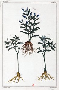 Plantas medicinais, China de Unbekannt
