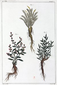 Plantas medicinais, China de Unbekannt