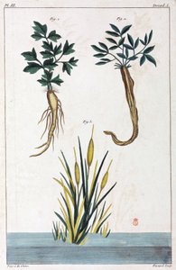 Plantas medicinais, China de Unbekannt
