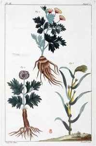 Plantas medicinais, China de Unbekannt