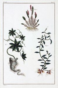 Plantas medicinais, China de Unbekannt