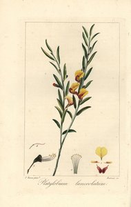 Platylobium lanceolatum, nativa da Austrália. Gravura a água-forte colorida à mão sobre cobre por Barrois a partir de uma ilustração botânica de Pancrace Bessa do "Herbier General de l