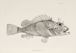Jogador peixe-escorpião, c 1832-1836 de Unbekannter Künstler