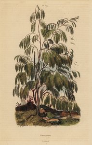 Plocama pendula shrub de Unbekannt