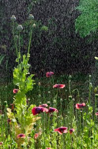Flores e sementes de papoula (Papaver somniferum) na chuva de verão, Gower, Gales do Sul (foto) de Unbekannter Künstler