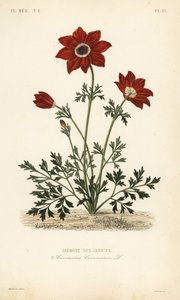 Anémona papoula ou calêndula espanhola, Anémona coronária, Anémona des jardins de Unbekannt