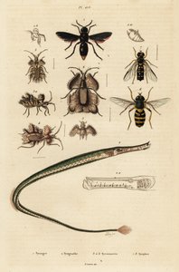 Vespa de oleiro, peixe-tubo, ovo dourado e hoverfly, 1834-1839 (gravura) de Unbekannter Künstler