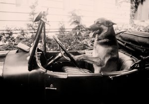 Cão de polícia vencedor do prêmio Alex ao volante de um carro