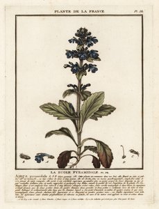 Corneta piramidal, Ajuga piramidalis. de Unbekannter Künstler