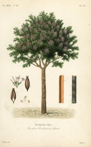 Quinina ou casca de cinchona, Cinchona officinalis, Cinchona condaminea, Quinquina gris de Unbekannt