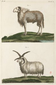 carneiros de Unbekannt