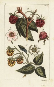 Variedades de framboesa. de Unbekannter Künstler