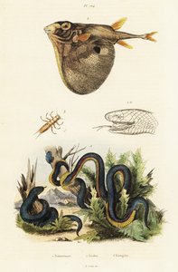Cobra negra de barriga vermelha e puffer de três dentes. de Unbekannter Künstler