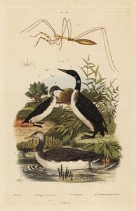 Lombo de garganta vermelha, Gavia stellata 2, lombo comum, Gavia immer 3, lombo de garganta negra, Gavia arctica 4, e bichinho de patas rosadas, espécie Emesini de Unbekannt