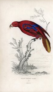 Lori vermelha, Eos rubra. Psittacus caeruleatus. Litografia de Joseph Kidd, baseada num desenho de John Audubon, em Miscellany of Natural History: Parrots, Sir Thomas DiK Lauder and Captain Thomas Brown, publicado em Edimburgo, Escócia, em 1833. de Unbekannter Künstler