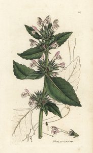 Urtiga-vermelha, Galeopsis tetrahit (Red nettle) Gravura em chapa de cobre colorida à mão de James Sowerby, de James Smith