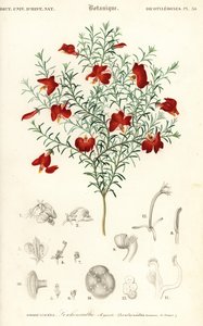 Red leschenaultia, Leschenaultia formosa.,1849 (gravura) de Unbekannter Künstler