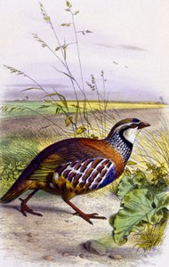 Perdiz vermelha, c.1850 (litografia) de Unbekannter Künstler