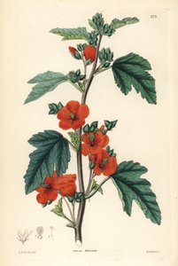 Vermelho púrpura - Globemallow, Sphaeralcea miniata (Malva miniata com flor de vermelhão). Gravura em chapa de cobre colorida à mão, de Weddell, segundo Edwin Dalton Smith, de John Lindley and Robert Sweet