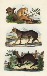 Loris tardigradus loris, Loris tardigradus em perigo 1, lobo, Canis lupus 2 e lontra eurasiática, Lutra lutra 3 de Unbekannt