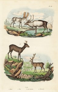 Rena, Rangifer tarandus 1, alce, Alces alces 2, veado vermelho, Cervus elaphus 3, e veado europeu, Capreolus capreolus 4 de Unbekannt