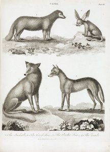 Raposas e chacais de Unbekannt