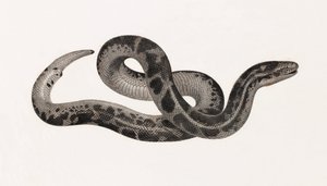 Répteis: Uma cobra de Thebaide de Unbekannt