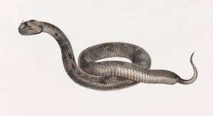 Répteis: Uma Víbora de Unbekannt