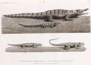 Répteis: Crocodilos e Estelhões de Unbekannt