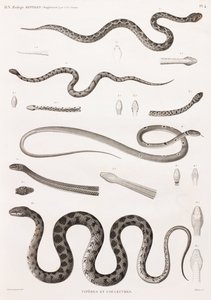 Répteis: Víboras e cobras de Unbekannt