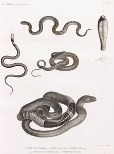 Répteis: série de ilustrações de cobras de Unbekannt