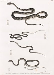 Répteis: série de ilustrações de cobras de Unbekannt
