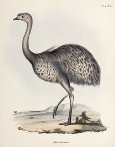 Rhea, América do Sul, c 1832-1836 de Unbekannter Künstler