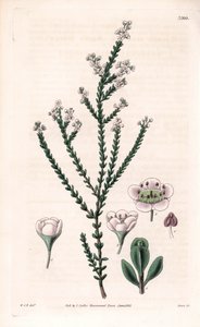 Thryptomene rochoso, Thryptomene saxicola (arbusto rochoso do sudoeste da Austrália) (Stony baeckea, Baeckea saxicola). Gravura em chapa de cobre colorida à mão por Swan, segundo uma ilustração de William Jackson Hooker da "Botanical Magazine" de Samuel Cu de Unbekannter Künstler