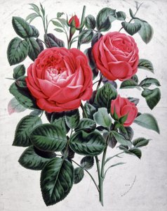 Rosas, c.1850 (gravura) de Unbekannter Künstler
