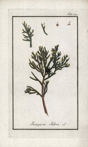 Zimbro sabino (Juniperus sabina). Litografia de "Afbeelding der Artseny-Gewassen" de Johannes Zorn (1739-1799), Países Baixos de Unbekannter Künstler