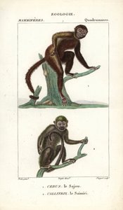 Sajou ou saphogano ou capuchinho e saimiri ou macaco-esquilo - Eau forte de Jean Gabriel Pretre (1780-1845), gravado por Carnonkel, para o dicionário de ciências naturais: mamíferos de Frederic Cuvier, editado por Pierre Jean Francois Turpin (1775-1840), p de Unbekannter Künstler