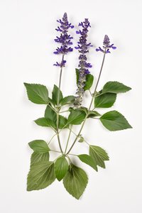 Salvia longispicata (s) farinacea/Big Blue/Hybrid Sage de Unbekannt
