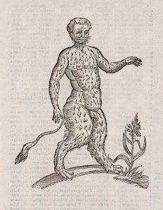 Satyri altera espécies de Unbekannt