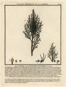 Savin juniper ou savin, Juniperus sabina. de Unbekannter Künstler