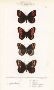 Argus escocês, Erebia aethiops, anelídeo grande, Erebia euryale, anelídeo de outono, Erebia neoridas (ventral), e castanho de Arran, Erebia ligea (ventral). Gravura em metal aço colorida à mão, efectuada pelos irmãos Pauquet, a partir de uma ilustração de  de Unbekannter Künstler