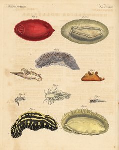 Lesmas-do-mar: Phyllidia varicosa 1,2, Tergipes limacina 3,4, Aeolidia papillosa 5, Scyllaea pelagica 6, Tritonia hombergii 7, Polycera quadrilineata 8 e Platydoris argo 9,10. Gravura em chapa de cobre colorida à mão, do Bilderbuch fur de Unbekannter Künstler