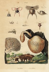 Caracóis marinhos, Diacavolinia limbata e Diacria trispinosa 1-10, e cogumelos Hydnum, cogumelo ouriço-do-mar, Hydnum repandum 14, cogumelo dente de coral, Hericium coralloides 12, etc. de Unbekannt