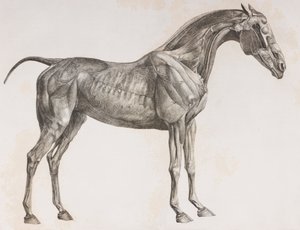 Segunda camada dissecada de um cavalo, vista lateral de Unbekannt
